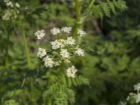 Anthriscus sylvestris 76, Fuitenkruid, Saxifraga-Jan van der Straaten