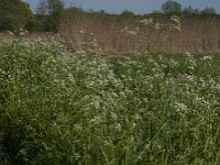Anthriscus sylvestris 78, Fuitenkruid, Saxifraga-Jan van der Straaten