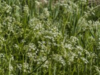 Anthriscus sylvestris 79, Fuitenkruid, Saxifraga-Jan van der Straaten
