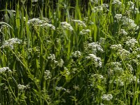 Anthriscus sylvestris 82, Fuitenkruid, Saxifraga-Jan van der Straaten