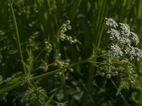 Anthriscus sylvestris 84, Fuitenkruid, Saxifraga-Jan van der Straaten