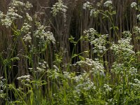 Anthriscus sylvestris 85, Fuitenkruid, Saxifraga-Jan van der Straaten