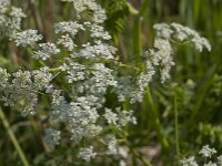 Anthriscus sylvestris 86, Fuitenkruid, Saxifraga-Jan van der Straaten
