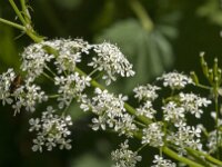 Anthriscus sylvestris 87, Fuitenkruid, Saxifraga-Jan van der Straaten