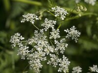 Anthriscus sylvestris 88, Fuitenkruid, Saxifraga-Jan van der Straaten