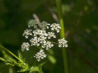 Anthriscus sylvestris 89, Fuitenkruid, Saxifraga-Jan van der Straaten