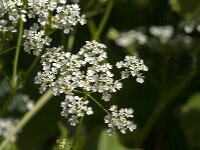 Anthriscus sylvestris 90, Fuitenkruid, Saxifraga-Jan van der Straaten