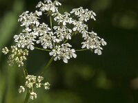 Anthriscus sylvestris 91, Fuitenkruid, Saxifraga-Jan van der Straaten