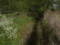 Anthriscus sylvestris 93, Fuitenkruid, Saxifraga-Jan van der Straaten