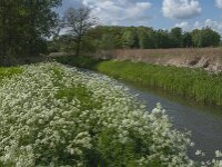Anthriscus sylvestris 95, Fuitenkruid, Saxifraga-Jan van der Straaten