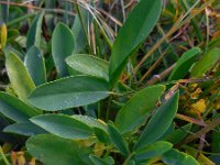 Anthyllis vulneraria ssp alpestris 11, Saxifraga-Ed Stikvoort