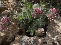 Anthyllis vulneraria ssp pseudoarundana 1, Saxifraga-Willem van Kruijsbergen