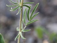 Anthyllis vulneraria 25, Wondklaver, Saxifraga-Rutger Barendse
