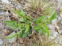 Anthyllis vulneraria 54, Wondklaver, Saxifraga-Rutger Barendse