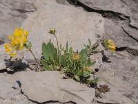 Anthyllis vulneraria 75, Wondklaver, Saxifraga-Luuk Vermeer