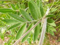 Anthyllis vulneraria polyphylla 50, Saxifraga-Rutger Barendse