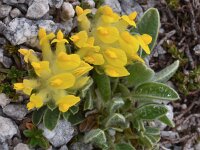 Anthyllis vulneraria ssp alpina 55, Saxifraga-Harry Jans