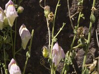 Antirrhinum charidemi 2, Saxifraga-Jan van der Straaten