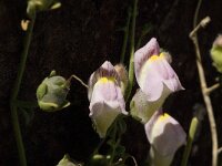 Antirrhinum charidemi 3, Saxifraga-Jan van der Straaten