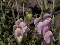 Antirrhinum charidemi 6, Saxifraga-Willem van Kruijsbergen