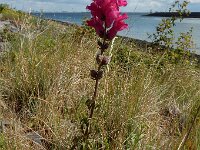 Antirrhinum majus 25, Grote leeuwenbek, Saxifraga-Ed Stikvoort