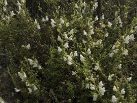 Antirrhinum molle 3, Saxifraga-Willem van Kruijsbergen