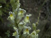 Antirrhinum molle 4, Saxifraga-Jan van der Straaten
