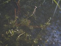 Apium inundatum 1, Ondergedoken moerasscherm, Saxifraga-Rob Felix : Plantae, Plants, Project Natuurbalans, planten