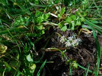 Apium repens 5, Kruipend moerasscherm, Saxifraga-Ed Stikvoort