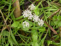 Apium repens 1, Kruipend moerasscherm, Saxifraga-Peter Meininger