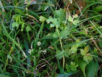 Apium repens 10, Kruipend moerasscherm, Saxifraga-Ed Stikvoort