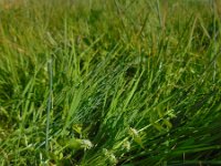 Apium repens 11, Kruipend moerasscherm, Saxifraga-Ed Stikvoort