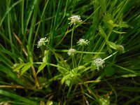 Apium repens 15, Kruipend moerasscherm, Saxifraga-Ed Stikvoort