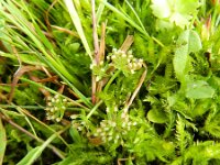 Apium repens 16, Kruipend moerasscherm, Saxifraga-Rutger Barendse