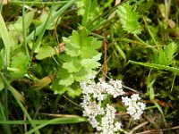 Apium repens 17, Kruipend moerasscherm, Saxifraga-Rutger Barendse