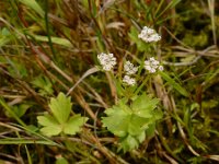 Apium repens 19, Kruipend moerasscherm, Saxifraga-Ed Stikvoort