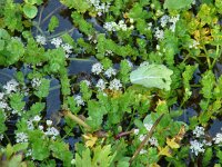 Apium repens 2, Kruipend moerasscherm, Saxifraga-Jasenka Topic