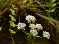 Apium repens 21, Kruipend moerasscherm, Saxifraga-Ed Stikvoort