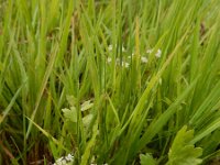 Apium repens 22, Kruipend moerasscherm, Saxifraga-Ed Stikvoort
