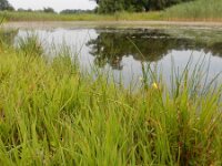 Apium repens 25, Kruipend moerasscherm, Saxifraga-Ed Stikvoort