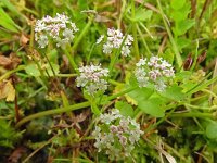 Apium repens 26, Kruipend moerasscherm, Saxifraga-Hans Grotenhuis