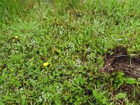 Apium repens 27, Kruipend moerasscherm, Saxifraga-Hans Grotenhuis