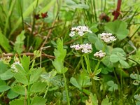 Apium repens 28, Kruipend moerasscherm, Saxifraga-Hans Grotenhuis