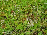 Apium repens 29, Kruipend moerasscherm, Saxifraga-Hans Grotenhuis