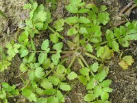 Apium repens 3, Kruipend moerasscherm, Saxifraga-Rutger Barendse