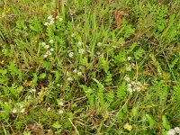 Apium repens 30, Kruipend moerasscherm, Saxifraga-Hans Grotenhuis