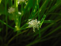 Apium repens 4, Kruipend moerasscherm, Saxifraga-Ed Stikvoort