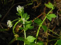 Apium repens 6, Kruipend moerasscherm, Saxifraga-Ed Stikvoort