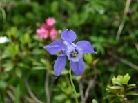 Aquilegia alpina 2, Saxifraga-Dirk Hilbers