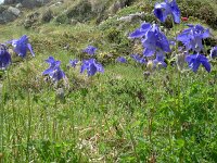 Aquilegia alpina 6, Saxifraga-Luuk Vermeer